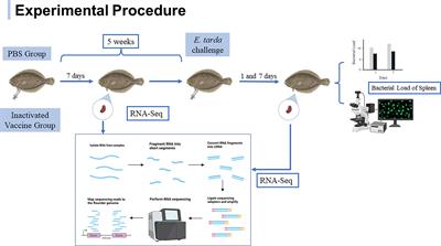 Splenic protection network revealed by transcriptome analysis in inactivated vaccine-immunized flounder (Paralichthys olivaceus) against Edwardsiella tarda infection